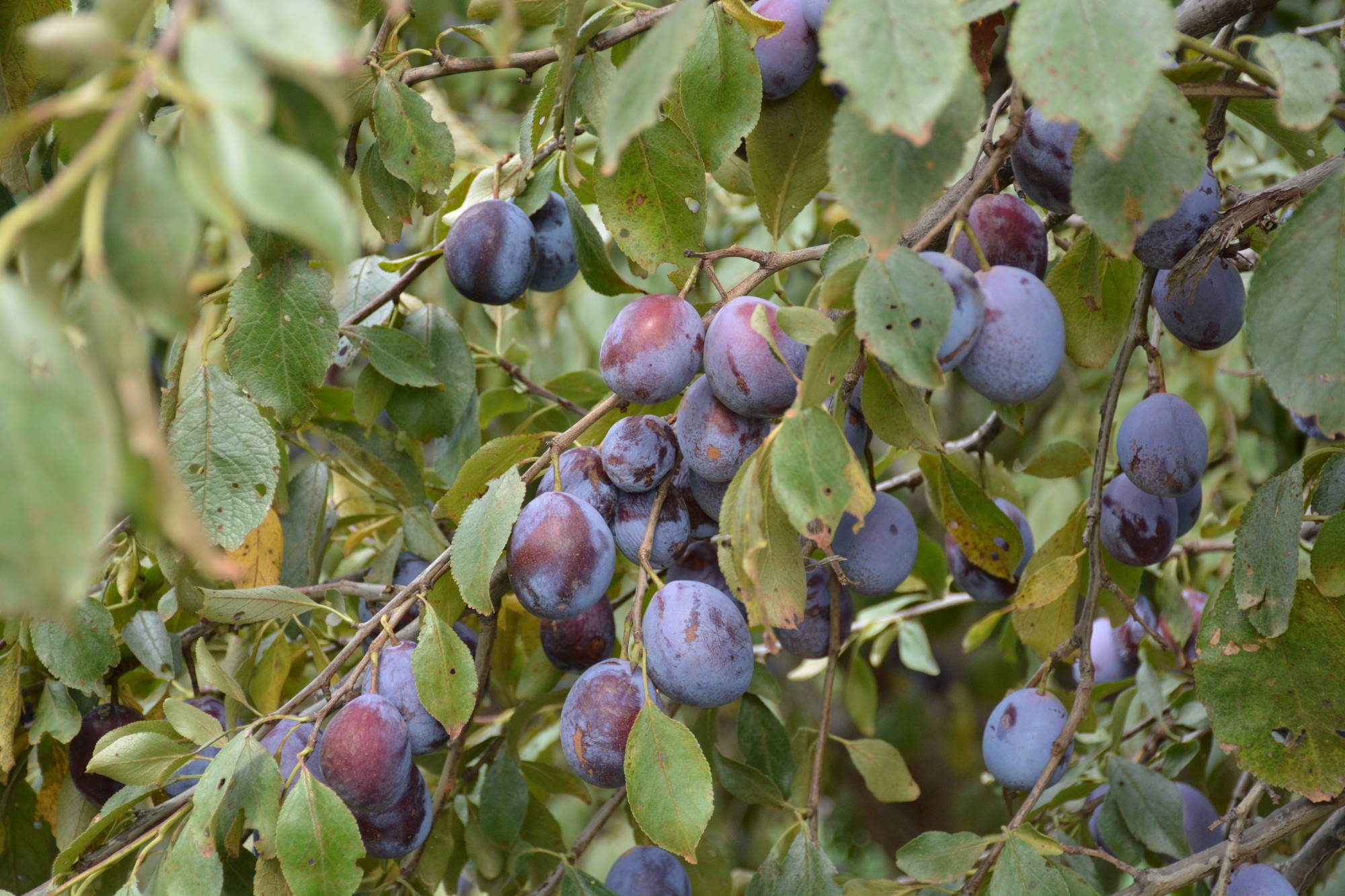 Prunes - Visit Coleambally