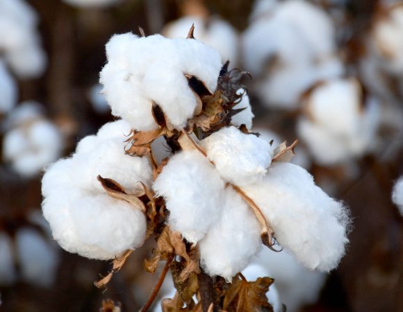 Cotton